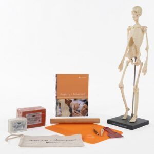 Kit anatomia esqueleto